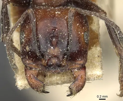 Messor picturatus specimen CASENT0913208 image casent0913208_2
