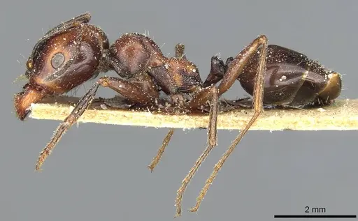 Messor picturatus specimen CASENT0913208 image casent0913208_3