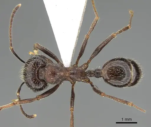 Messor ponticus specimen CASENT0922403 image casent0922403_1