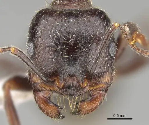 Messor ponticus specimen CASENT0922403 image casent0922403_2