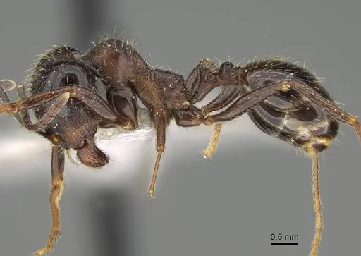 Messor ponticus specimen CASENT0922403 image casent0922403_3