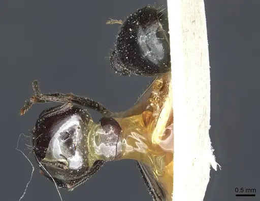 Messor postpetiolatus specimen CASENT0913210 image casent0913210_1