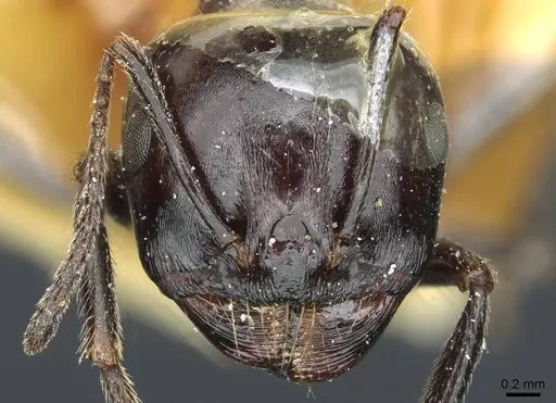 Messor postpetiolatus specimen CASENT0913210 image casent0913210_2