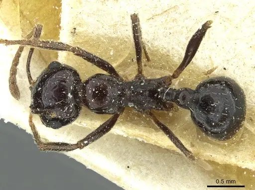 Messor postpetiolatus specimen CASENT0913211 image casent0913211_1