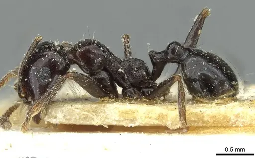 Messor postpetiolatus specimen CASENT0913211 image casent0913211_3