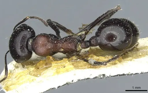 Messor postquadratus specimen CASENT0913195 image casent0913195_1