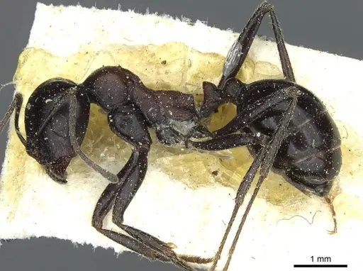 Messor postquadratus specimen CASENT0913195 image casent0913195_3