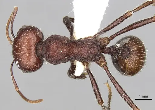 Messor regalis specimen CASENT0281586 image casent0281586_1