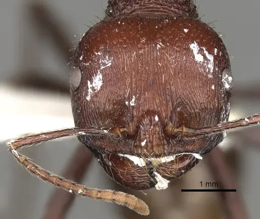 Messor regalis specimen CASENT0281586 image casent0281586_2