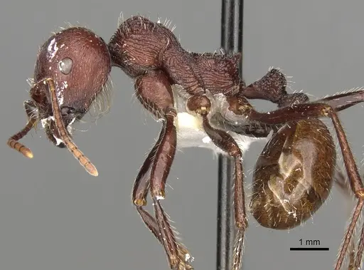 Messor regalis specimen CASENT0281586 image casent0281586_3