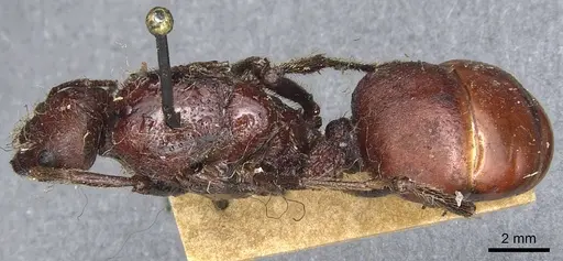 Messor regalis specimen CASENT0904142 image casent0904142_1