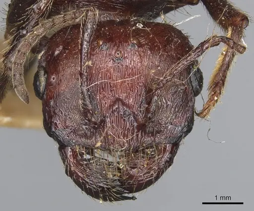 Messor regalis specimen CASENT0904142 image casent0904142_2