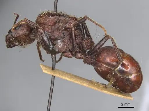 Messor regalis specimen CASENT0904142 image casent0904142_3