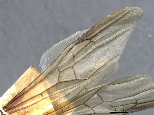 Messor regalis specimen CASENT0904142 image casent0904142_4