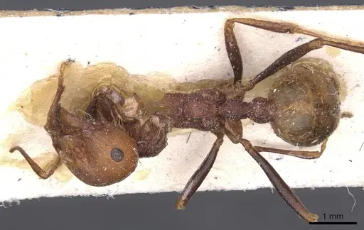 Messor regalis specimen CASENT0913212 image casent0913212_1
