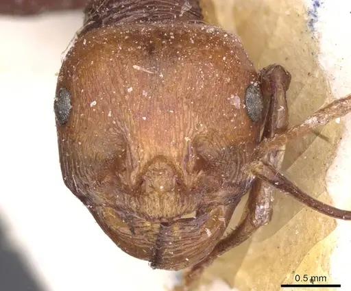 Messor regalis specimen CASENT0913212 image casent0913212_2