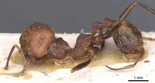 Messor regalis specimen CASENT0913212 image casent0913212_3