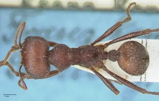 Messor regalis specimen FOCOL1208 image focol1208_1