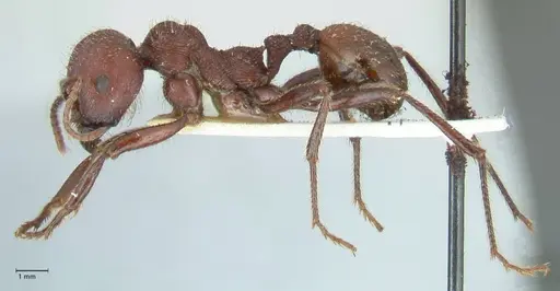 Messor regalis specimen FOCOL1208 image focol1208_3