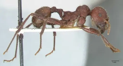 Messor regalis specimen FOCOL1208 image focol1208_4