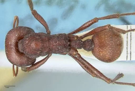 Messor regalis specimen FOCOL1209 image focol1209_1