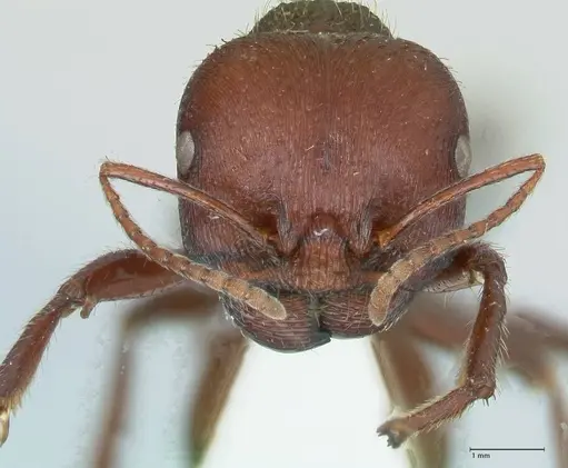 Messor regalis specimen FOCOL1209 image focol1209_2