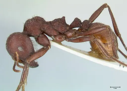Messor regalis specimen FOCOL1209 image focol1209_3