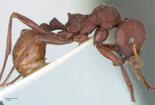 Messor regalis specimen FOCOL1209 image focol1209_4