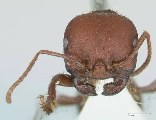 Messor regalis specimen FOCOL1210 image focol1210_2