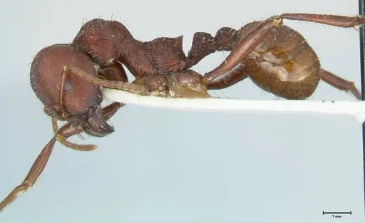 Messor regalis specimen FOCOL1210 image focol1210_3