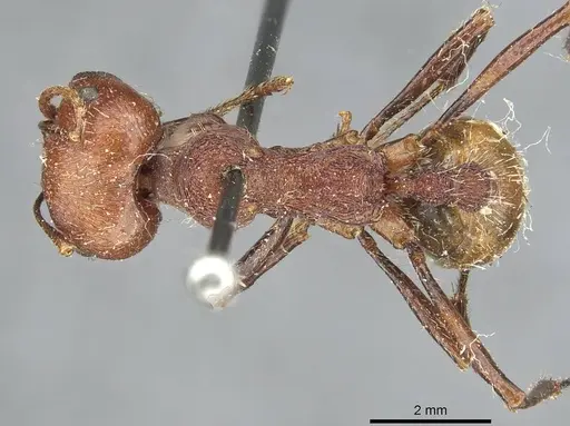 Messor regalis specimen RMCAENT000017749 image rmcaent000017749_1