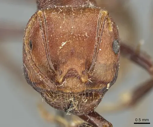 Messor regalis specimen RMCAENT000017749 image rmcaent000017749_2