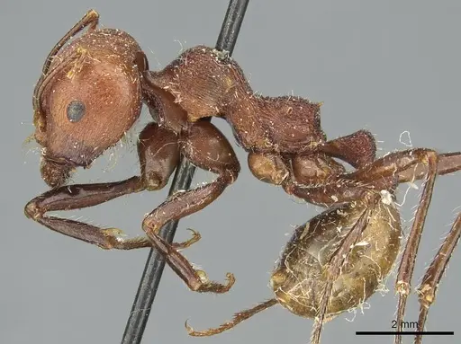 Messor regalis specimen RMCAENT000017749 image rmcaent000017749_3
