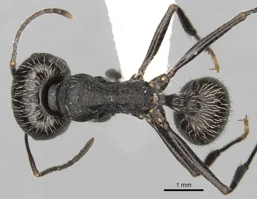 Messor reticuliventris specimen CASENT0281594 image casent0281594_1