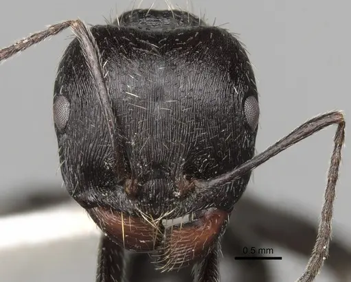 Messor reticuliventris specimen CASENT0281594 image casent0281594_2