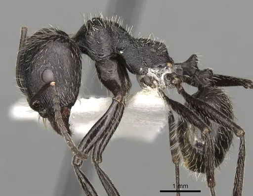 Messor reticuliventris specimen CASENT0281594 image casent0281594_3