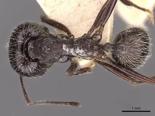 Messor reticuliventris specimen CASENT0907725 image casent0907725_1