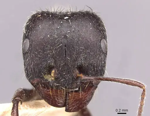 Messor reticuliventris specimen CASENT0907725 image casent0907725_2