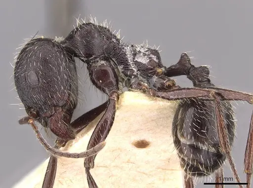 Messor reticuliventris specimen CASENT0907725 image casent0907725_3
