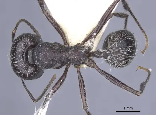 Messor reticuliventris specimen CASENT0916922 image casent0916922_1