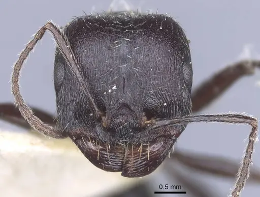 Messor reticuliventris specimen CASENT0916922 image casent0916922_2