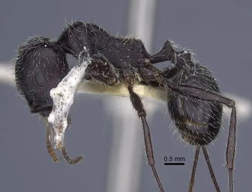 Messor reticuliventris specimen CASENT0916922 image casent0916922_3