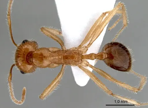 Messor rufotestaceus specimen ANTWEB1008075 image antweb1008075_1