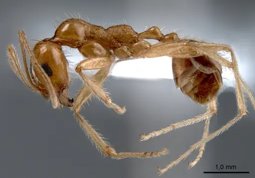 Messor rufotestaceus specimen ANTWEB1008075 image antweb1008075_4