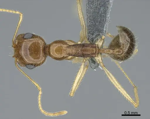 Messor rufotestaceus specimen CASENT0264396 image casent0264396_1
