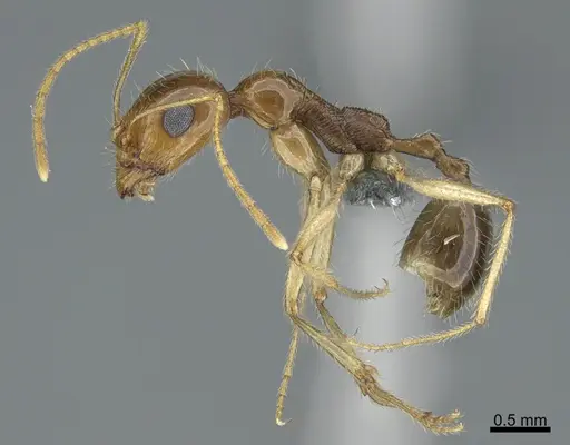 Messor rufotestaceus specimen CASENT0264396 image casent0264396_3