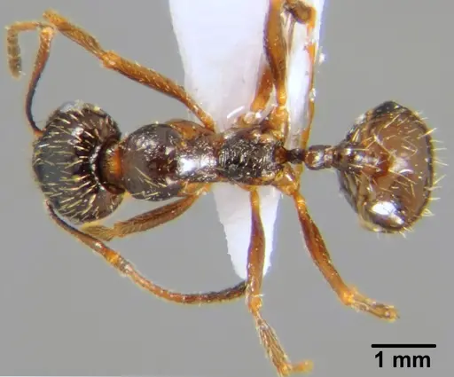 Messor rufotestaceus specimen CFH000017 image cfh000017_1