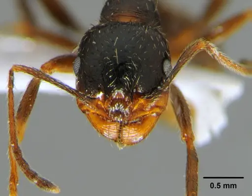 Messor rufotestaceus specimen CFH000017 image cfh000017_2