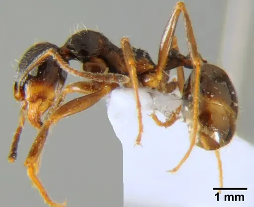 Messor rufotestaceus specimen CFH000017 image cfh000017_3