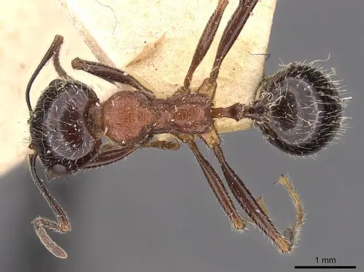 Messor rufus specimen CASENT0907724 image casent0907724_1